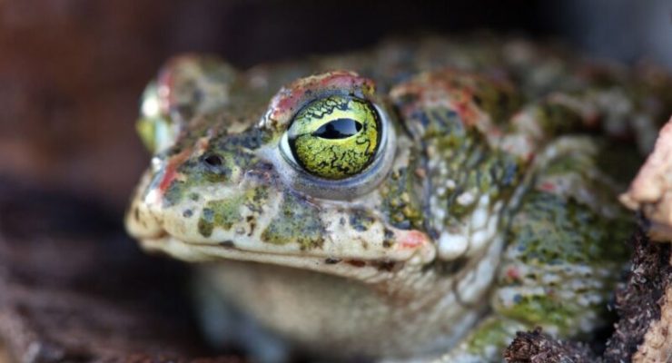 Blog Post Online Onboarding: Everything You Need to Eat the Frog